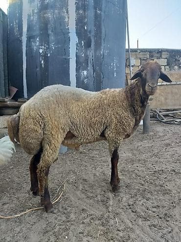 kənd heyvanları: Tam sağlam erkək qala qoçu bir yaş 8aylığdı əsil yeməli və ya damazlıq — 1