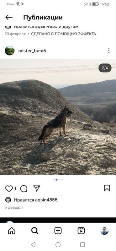 Gəmiricilər: Alman çoban iti, 1 il, Dişi — 1