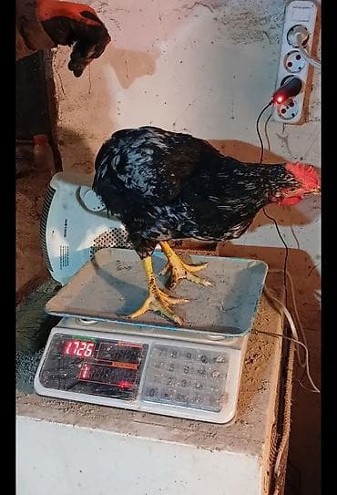 - Növ: Qara rəngli xoruz - Xarakteristika: Parlaq qara lələklər