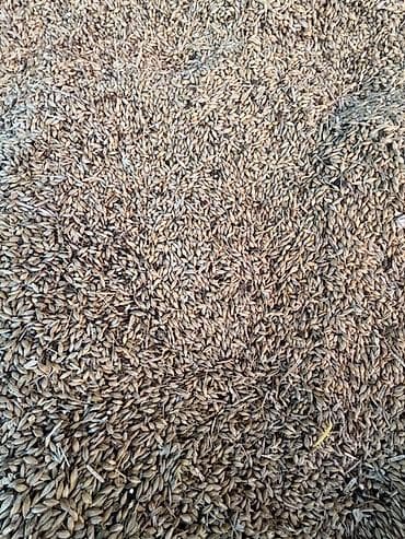 heyvan: Arpa – qarışıq yemlik/çör-dənlik 50 ton arpa satılır çatdırılma — 3