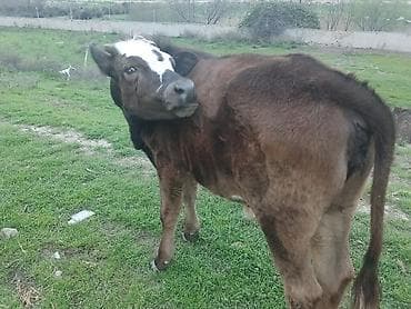 sudluk inek satilir: Dana, buzov, Dişi, ay: 10, Ətlik, Ünvandan götürmə, Ödənişli çatdırılma — 2