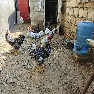 cins toyuqlar: Xarkov xoruzu 7aylığ tam sağlam — 1