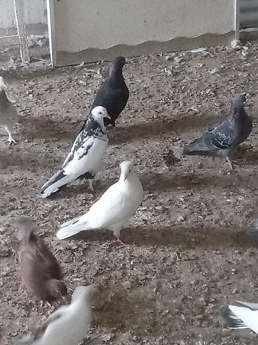 goyercin satisi: Satilir hər quşun öz qiyməti var ünvan dübəndi — 6