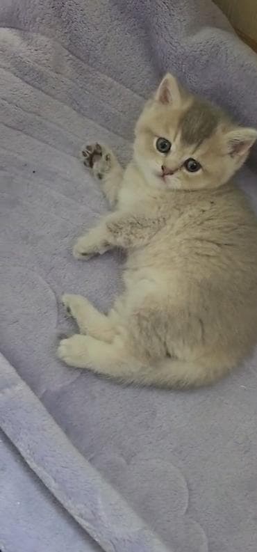 Pişiklər: Britan, Erkək, Dişi, Yaxşı əllərə, Ünvandan götürmə, Ödənişli çatdırılma — 4