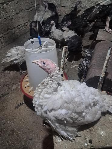 Salam Aleykum KÜL RƏNGI DEYIL ! Amerkan bronz ve ağ kanada Tam sağlam lalafo.az -da Salam Aleykum KÜL RƏNGI DEYIL ! Amerkan bronz ve ağ kanada Tam sağlam