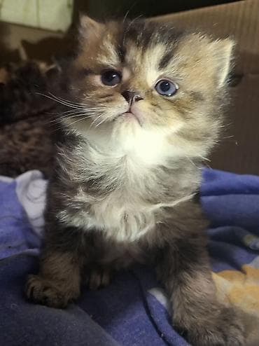 lalafo ev heyvanlari: Şinşilla, Erkək, Yaxşı əllərə — 1