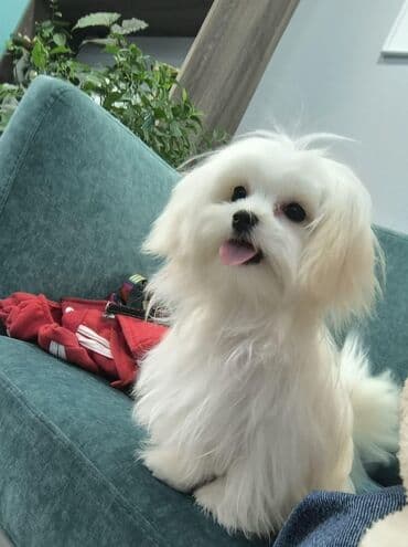 cins ineklerin qiymeti: Мальтийская болонка, 2 месяца, Самец, Самовывоз — 3