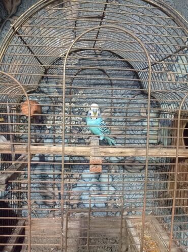 Digər heyvanlar: Məhsul: Dalmatin naxışlı mavi-bəyaz dalğıç (budaqçı) tutuquşu – qəfəs — 2