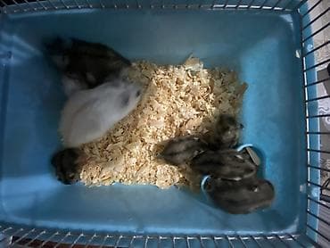 yem qabı: Dwarf hamsterlər – ev heyvanı - Cırtdan/dwarf hamsterlər (bir neçə — 10