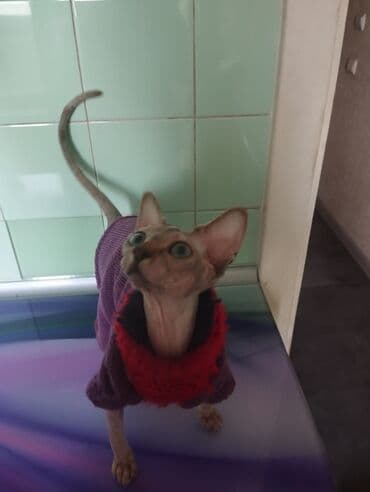 tükü olmayan pişik: Sfinks — 2