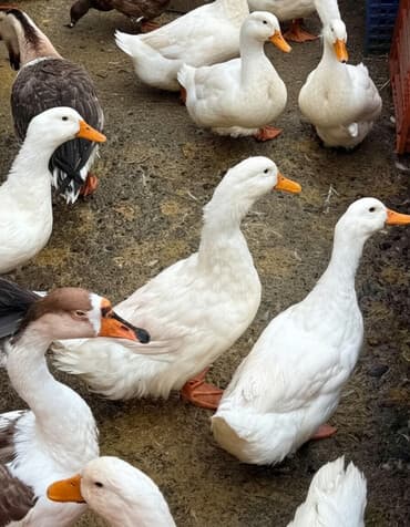 kayuqa ordək: Salamaleykum təcli topdan ördək yerli və lal ördəklər satılır təcili — 1