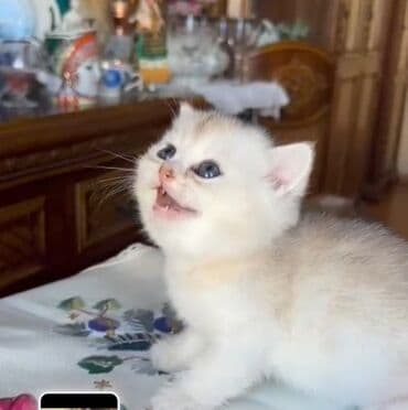 erkek pisik: 40 günlük bala atası qold şînşıla anası silver — 1