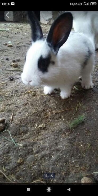 передержка кошек в баку: Yerli Bala Dovwanlar Biri 6 Manata Bakiye Catirilmanan Biri 10 Manata — 3