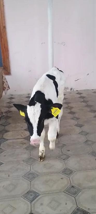 alabay itlerinin satisi: Buzov 1 ayliqdi diwidi — 7