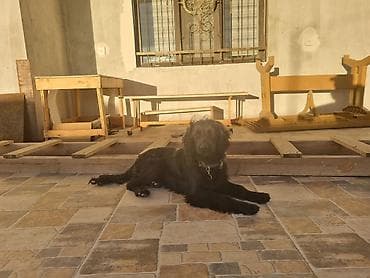 Quşlar: 8ayliqdir.Parodasini bilenler taniyar nece bahali itdir.qiymətdə cuzi — 7