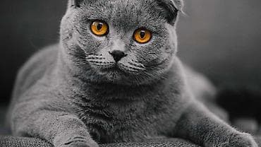 Akvariumlar: Şotland — 10