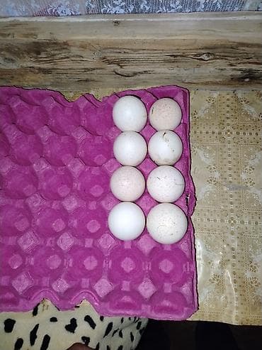 Hinduçqa Kanada broze yumurtası satlır qiymət 1.80 azn tam mayalı təzə