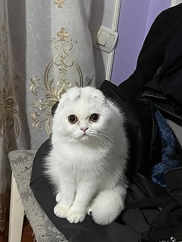 ağ dovşan: Şotland yastı qulaq, Dişi, Cütləşmə üçün — 2