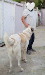 it adları erkek: Alabay, 7 ay, Erkek, Peyvəndli, Pulsuz çatdırılma, Rayonlara çatdırılma, Ünvandan götürmə — 2