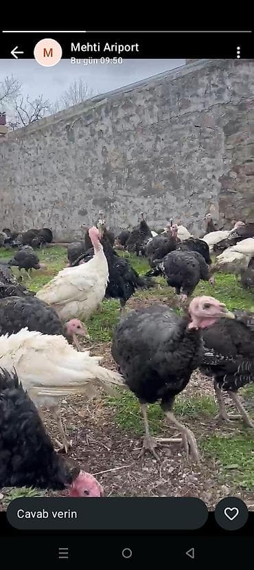 Inəklər, öküzlər: Kanada sortu hinduşkalar 4 aylıq - Cins: Kanada sortu - Rənglər: qara — 2