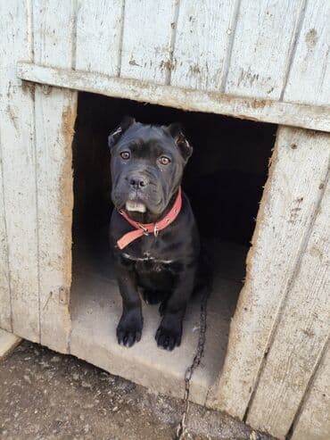 pop it: Кане-корсо, 3 месяца, Самка, Платная доставка, Бесплатная доставка, Доставка в районы — 5