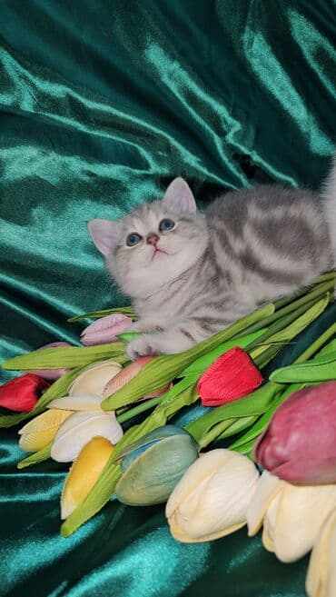 sari pisik: Şotland, Erkək, Dişi, Ünvandan götürmə — 3