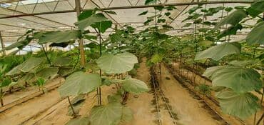 turkanda ev: Bakı, Türkan qəs., 1500 kv. m, 7 otaqlı, Hovuzlu, Qaz, İşıq, Su — 17