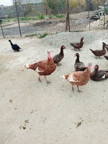 buğda toxumu satışı: Erkək, Kanada, Damazlıq — 2