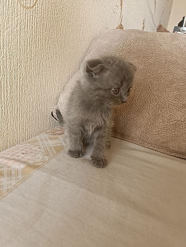 pişik satışı sumqayıt: İki bala sahibləndirilir.Qalan sallaq qulaq bala isə satılır — 8