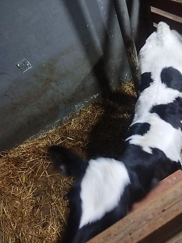 Holşteyn cinsinə aid qara-ağ ləkəli buzov. salam disi buzovdu koosdin