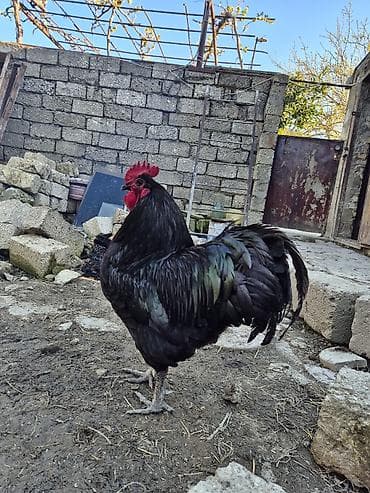 ebres ag quyruq: Xoruz, il: 1 — 7