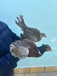 pulsuz heyvanlar verilir: Qafqaz Qırqovulu 1 cütü 60 azn — 1