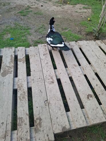 sort qazlar: Musk ördəkləri (hind ördəyi) satılır. Xüsusiyyətlər:her sort var lal — 7