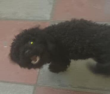 породистые собаки в добрые руки: Pudel, 4 ay, Dişi, Peyvəndli, Ünvandan götürmə — 4