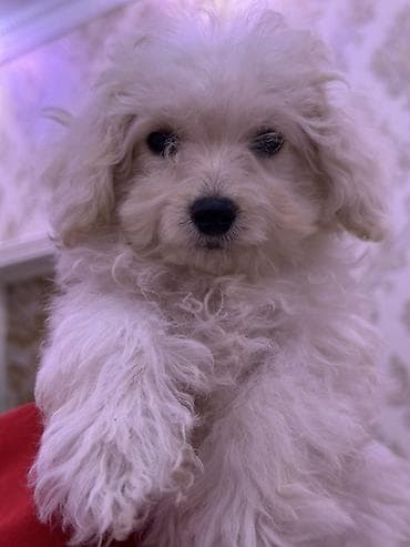 kangal iti qiymeti: Pudel, 2 ay, Erkek, Sənədli, Ünvandan götürmə, Ödənişli çatdırılma — 2