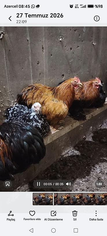 danisan qus: Məhsul: Ev quşları – ördəklər və toyuqlar Təsvir: - Foto və — 1