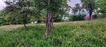 qala qesebesinde torpaq satisi: Satışda: yaşıllıqla əhatələnmiş torpaq sahəsi - Geniş, meyilli-yastı — 5