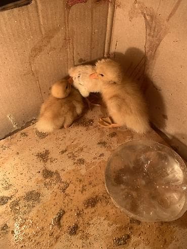 Ordek balalari 1 ededi 5AZN Cucu 1 ededi 2 AZN Cox mocudur istenilen