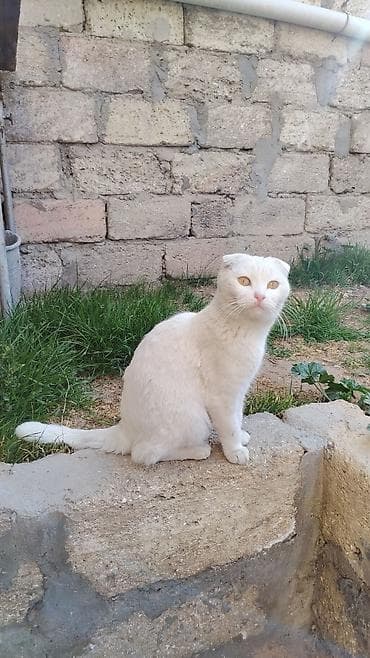 satılıq pişiklər: Şotland yastı qulaq — 4