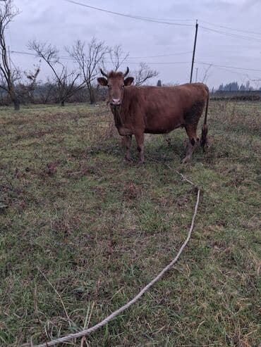 sudluk inek satisi: Dişi, il: 6, Ünvandan götürmə — 5