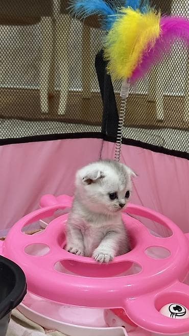 Кошки: Шиншилла, Самка, В добрые руки, Самовывоз, Платная доставка, Доставка в районы — 4