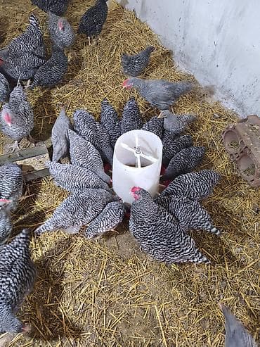 Heyvanlar: Toyuq, Damazlıq, Ünvandan götürmə — 4
