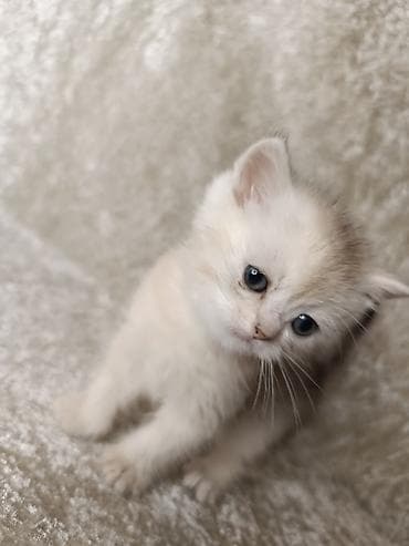 pişik yemi: Qızıl şinşilla, Erkək — 4