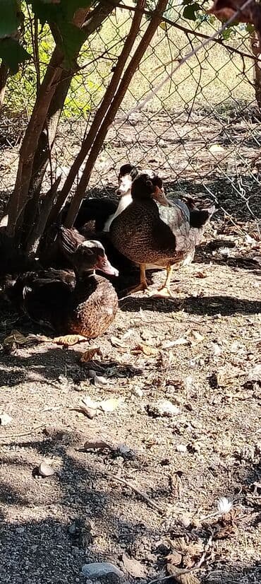 HƏR Növ lal ördək sortu satılır. Lal ördək yaxşı çəkili olur. 35 — 6