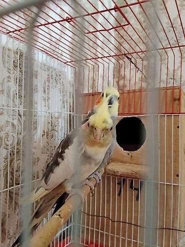 babil quşu: Saglam Cut Karella.1 Defe bala veribler kletkasiz satilir.Qiymet — 7
