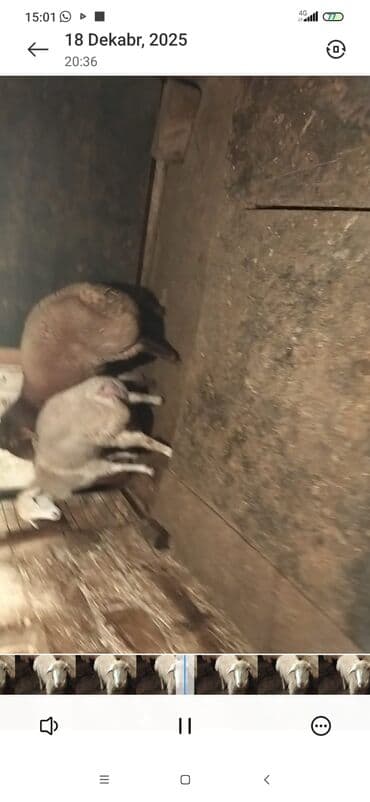 Alfa Romeo: Satılır: Qoyunlar (analıq və bala) - Şəkillərdə iki analıq qoyun və — 5