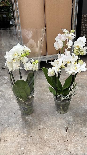 enginar harda satilir: Orxideya cüt çubuq 40azn. Hədiyyəlik bağlama +hədiyyəlik paket əlavə — 8