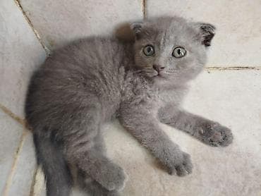 cutlesdirmek ucun pisik: Şotland yastı qulaq — 1