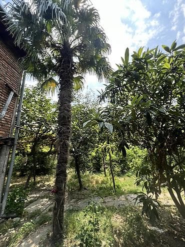 drelər: Trachycarpus fortunei (Himalay fan xurması) – həyət, bağ və landşaft — 3