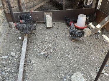 Yumurta: Salam. Gördüyüvüz tər-təmiz xarkovların mayalı yumurtaları satılır — 3